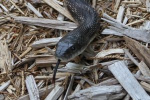 Black Rat Snake 2015 8A